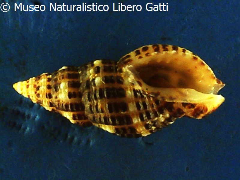 no photo for this shell